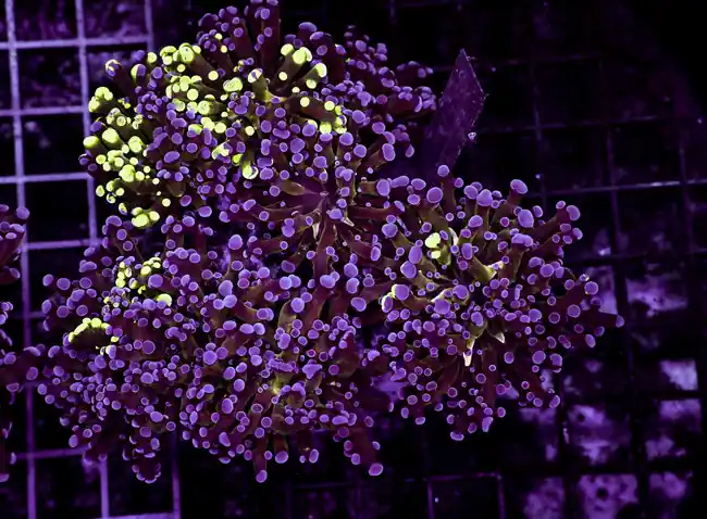Large Splatter Frogspawn Colony WYSIWYG - SAQ Coral Farm