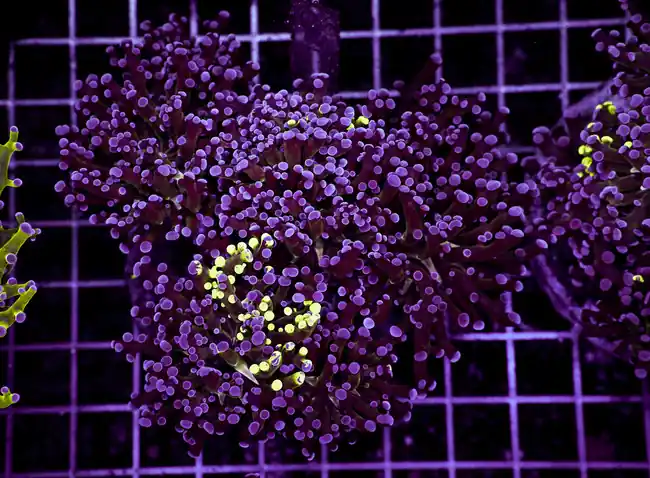 Splatter Frogspawn Colony WYSIWYG - SAQ Coral Farm