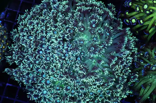 Large Teal Silver Goniopora Colony WYSIWYG - SAQ Coral Farm