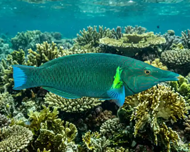 Green Bird Wrasse(Gomphosus varius) Extra Large - SAQ Chicago Fish