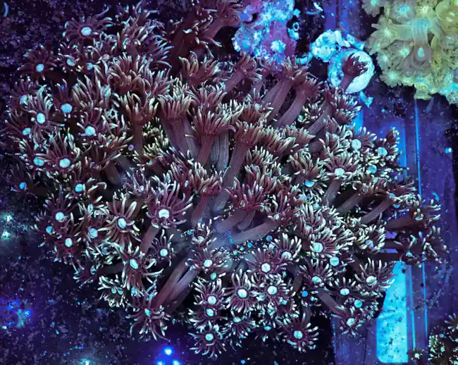Teal Purple Goniopora Colony WYSIWYG - SAQ Coral Farm