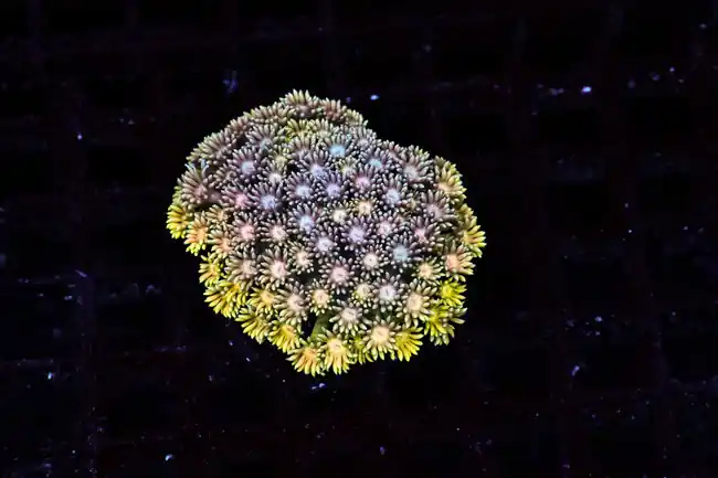 Glitter Goniopora WYSIWYG - SAQ Coral Farm