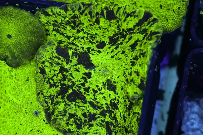 Mint Chip Jawbreaker Disco Mushroom WYSIWYG - SAQ Coral Farm