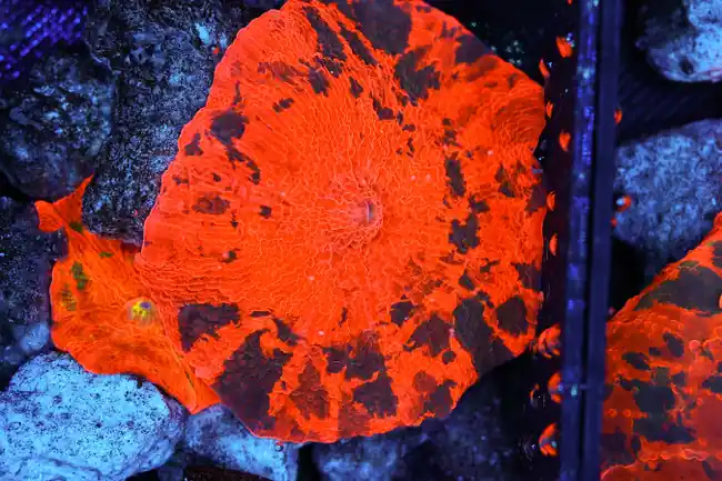 Darth Maul Jawbreaker Disco Mushroom WYSIWYG - SAQ Coral Farm