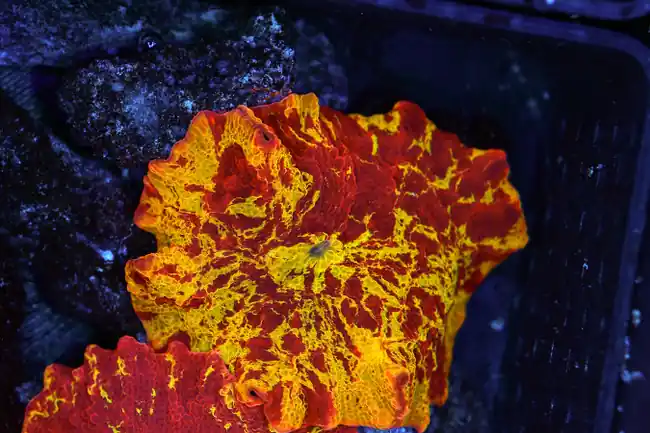 Lava Lamp Jawbreaker Disco Mushroom WYSIWYG - SAQ Coral Farm
