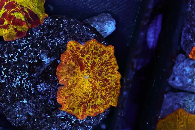 Lava Lamp Jawbreaker Disco Mushroom WYSIWYG - SAQ Coral Farm