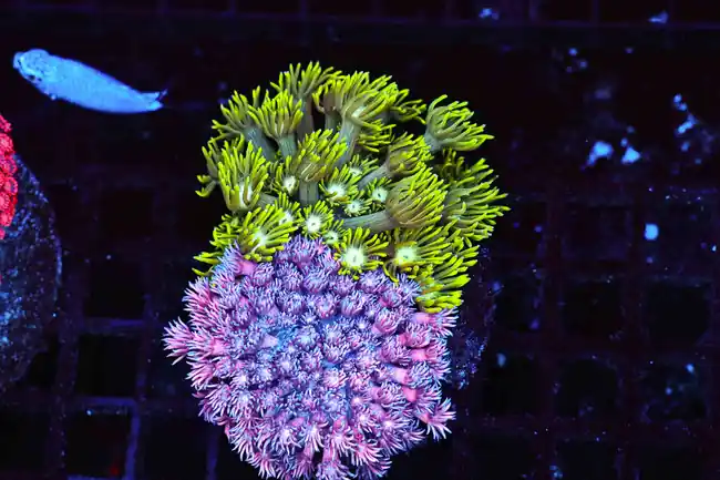 Pink And Green Goniopora Coral Combo WYSIWYG - SAQ Coral Farm
