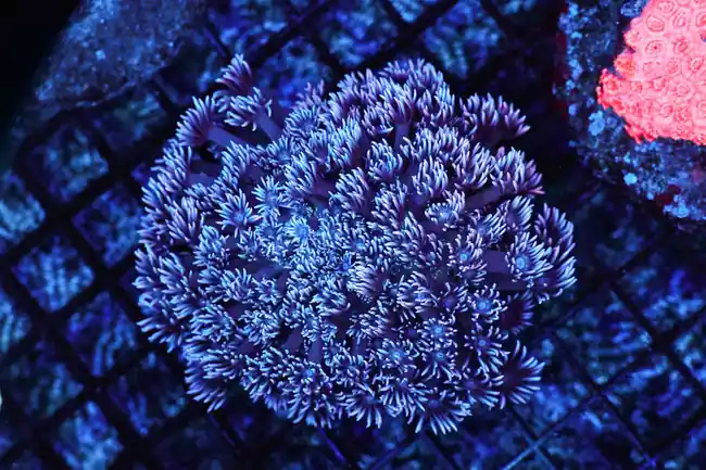 Frosted Tip Goniopora Coral Colony WYSIWYG - SAQ Coral Farm