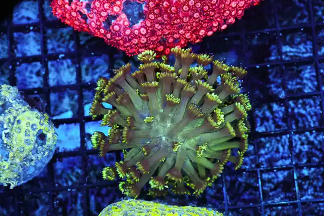 Neon Green Tip Goniopora Coral WYSIWYG - SAQ Coral Farm