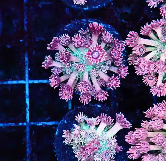 Key Lime Goniopora Coral WYSIWYG - SAQ Coral Farm