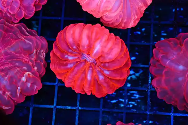 Pink Cynarina Coral WYSIWYG - SAQ Coral Farm