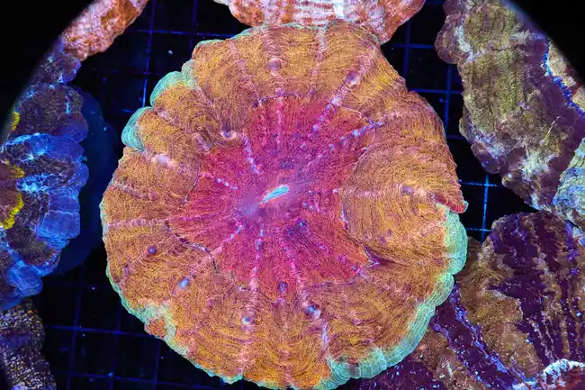 Orange Sherbet Acanthophyllia Coral WYSIWYG - SAQ Coral Farm