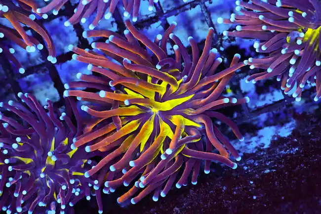 Graphted Torch Coral WYSIWYG - SAQ Coral Farm
