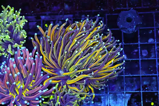 Gold And Blue Torch Colony WYSIWYG - SAQ Coral Farm