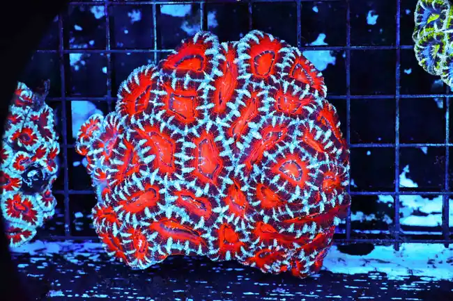 Red And Blue Stripe Acan Colony WYSIWYG - SAQ Coral Farm