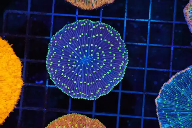 Blue Plate Neon Green Tip Coral WYSIWYG - SAQ Coral Farm
