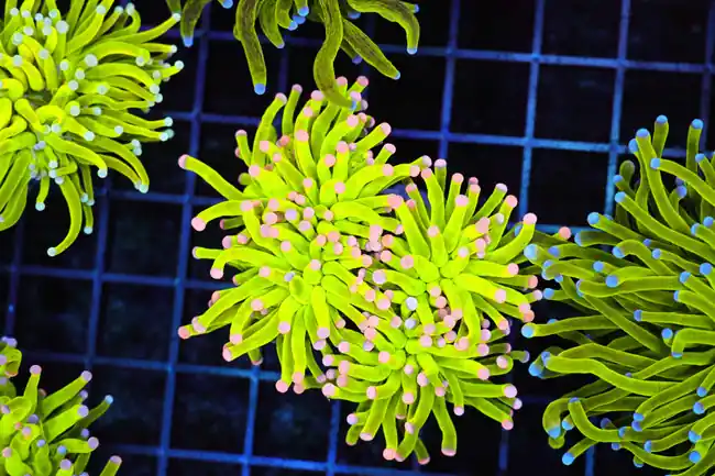 Pink Tip ULTRA Holy Grail Torch Coral Colony 2+ Heads WYSIWYG - SAQ Coral Farm