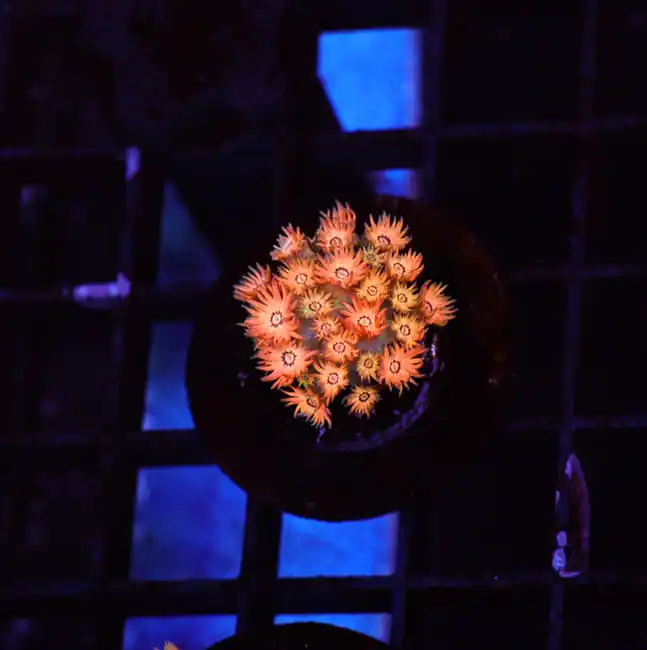 Firecracker Goniopora WYSIWYG - SAQ Coral Farm
