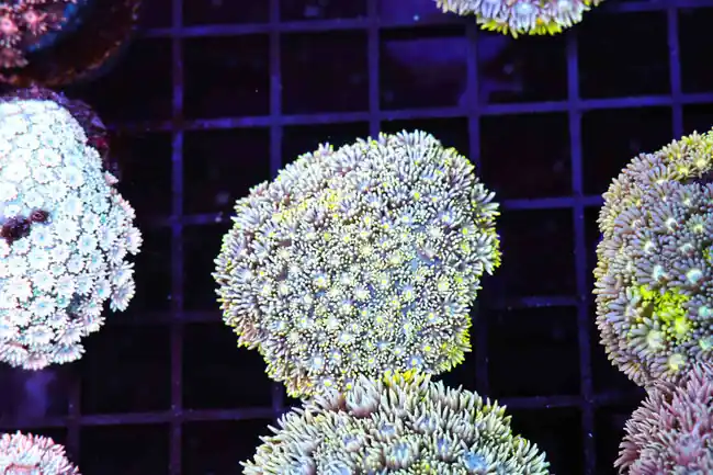 Blue Lemonade Goniopora WYSIWYG A2 - SAQ Coral Farm