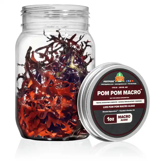 4 oz Pom Pom Gracilaria (Gracilaria hayi) - Algae Barn