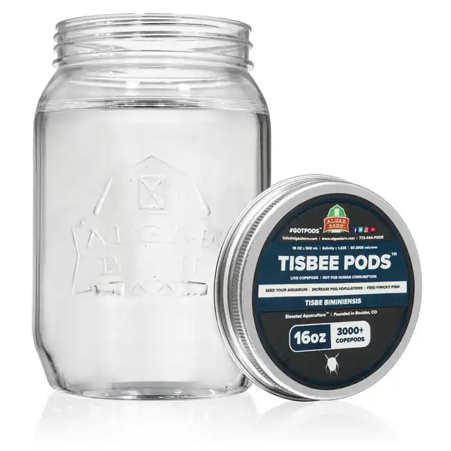 Pods Tisbee 24000+ (128 oz) Live Copepods (Tisbe Biminiensis) - Algae Barn