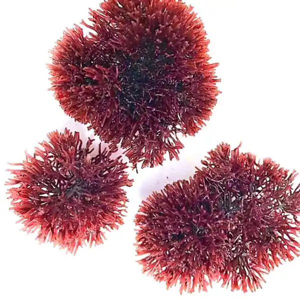 4 oz Spike Sphere Gracilaria (Gracilaria tikvahiae) - Algae Barn