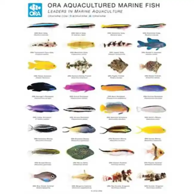 ORA Marine Fish Poster