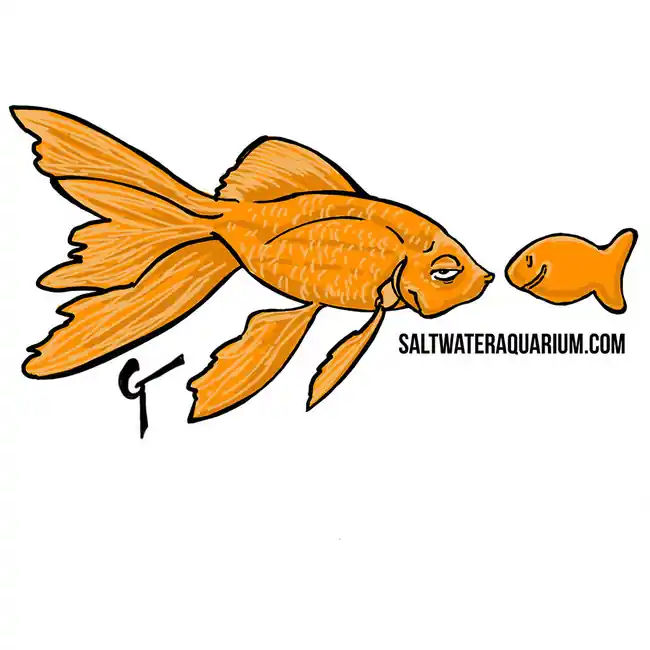 Mocking Goldfish SaltwaterAquarium.com Sticker (FREE OVER $50) - SAQ.com