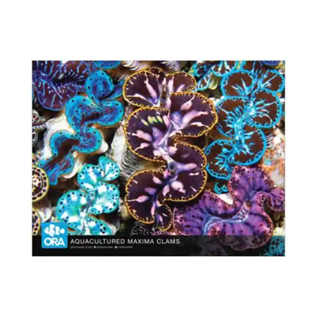 ORA Maxima Clam Poster