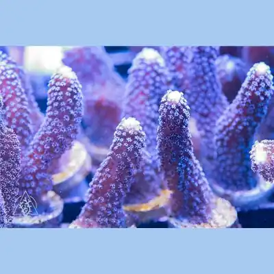 ACI Cultured Milka Stylophora Coral - SAQ Coral Farm