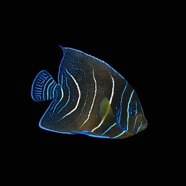 Koran Angelfish Juvenile (Pomacanthus Semicirculatus) - SAQ Chicago Fish