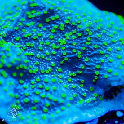ACI Cultured Lightning Cap Montipora (3/4" - 1") - SAQ Coral Farm