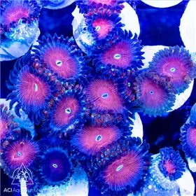 ACI Cultured Red People Eater Zoanthids - SAQ Coral Farm