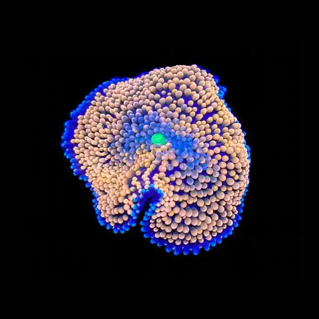 Mystery Orange Ricordea - SAQ Coral Farm