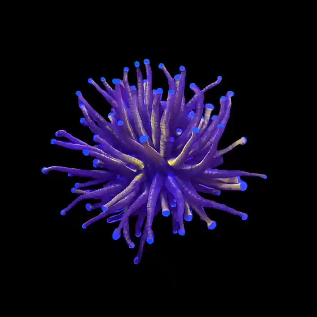 Gold Torch “New York Knicks” (3/4" - 2") 1-2 Heads - SAQ Coral Farm