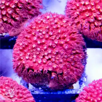ACI Cultured Fireball Stylocoeniella Coral (3/4" - 1") - SAQ Coral Farm