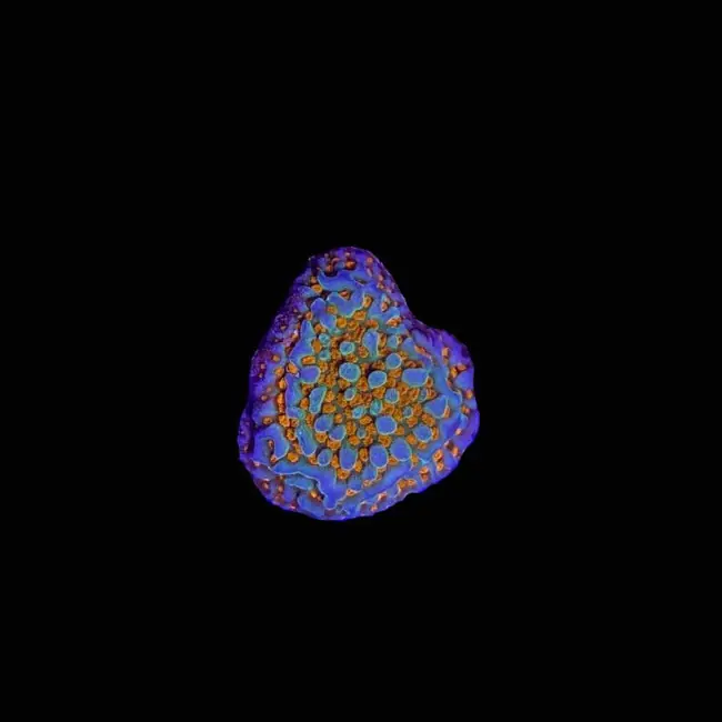 Aquaman Montipora Coral (3/4" - 1") - SAQ Coral Farm