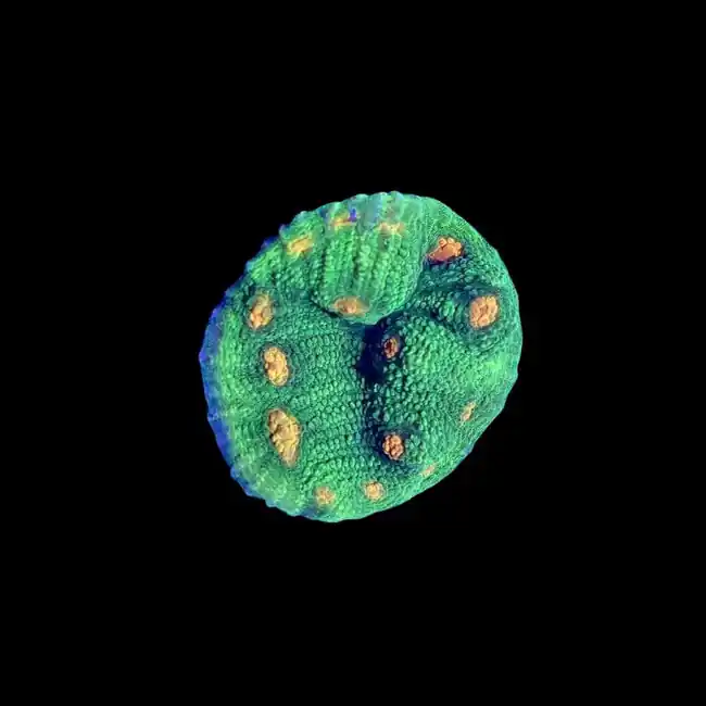 Plutonium Chalice Coral (3/4"- 1") - SAQ Coral Farm