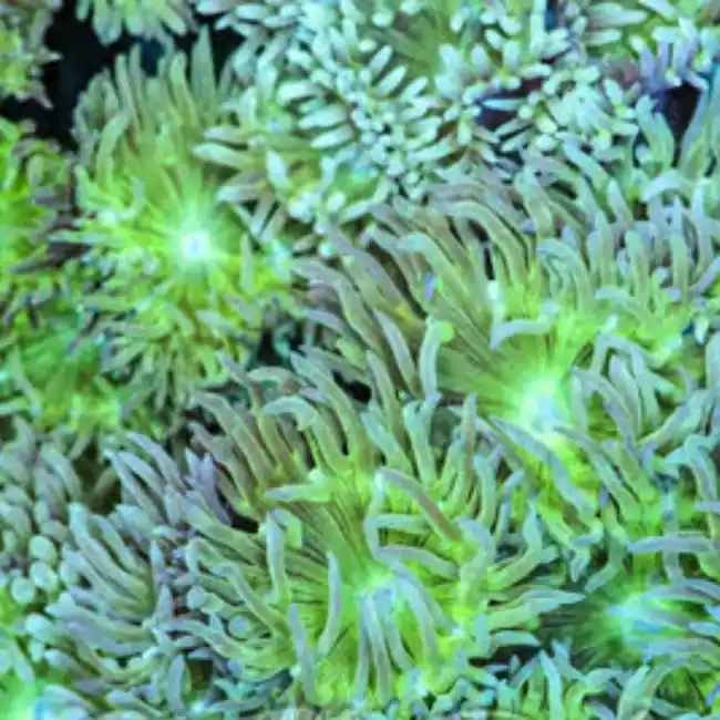 (10 Heads) Duncan Coral (1" - 2") - SAQ Coral Farm