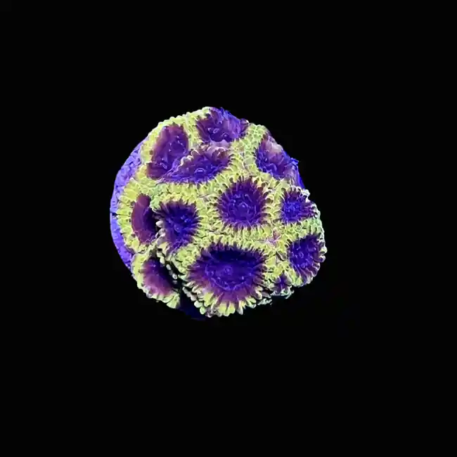 Wolverine Favia Coral (3/4" - 1") - SAQ Coral Farm