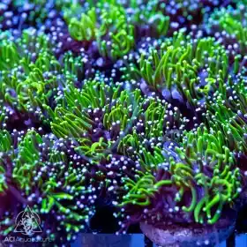 ACI Cultured Gunnar The Galaxea Coral - SAQ Coral Farm
