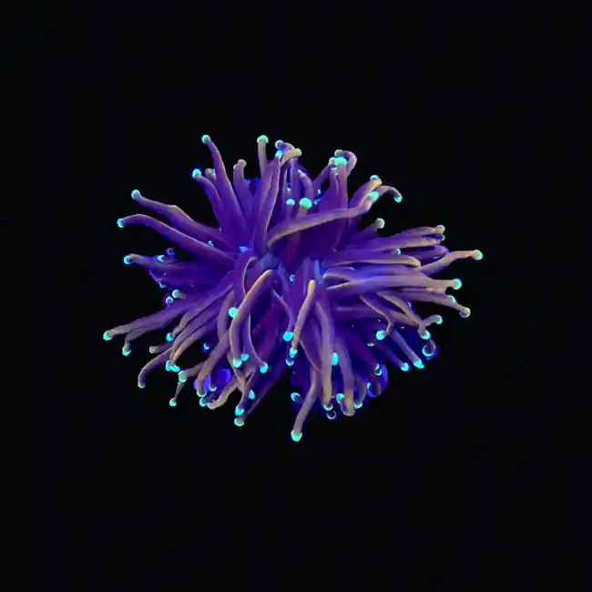 Gold Torch “Dragon Soul” (3/4" - 2") 1-2 Heads - SAQ Coral Farm