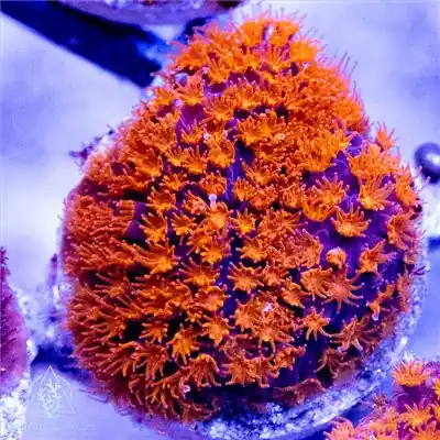 ACI Cultured Trick or Treat Stylocoeniella Coral (3/4" - 1") - SAQ Coral Farm