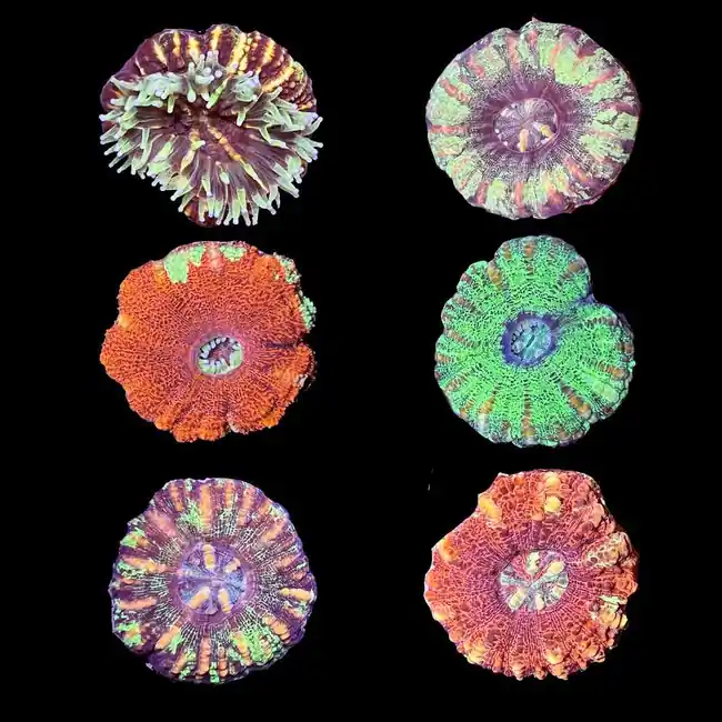 Mystery Button Scoly (3/4" - 1") - SAQ Coral Farm