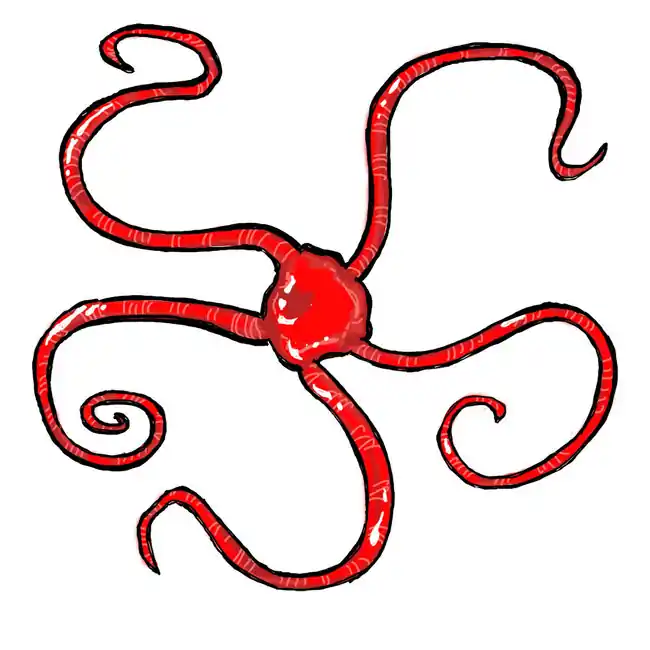 Bright Red Serpent Starfish - Cleanup Crew