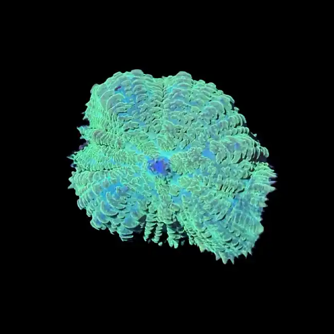 Lime Rhodactis Mushroom Coral - SAQ Coral Farm