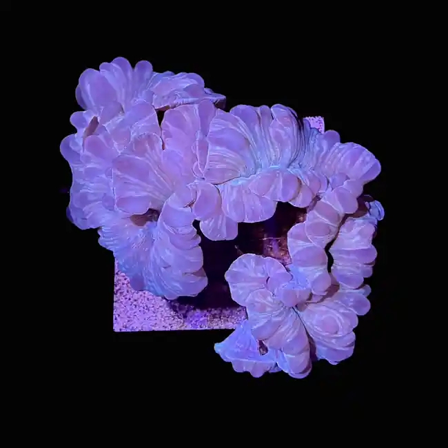 Fox Coral (2" - 6") - SAQ Coral Farm
