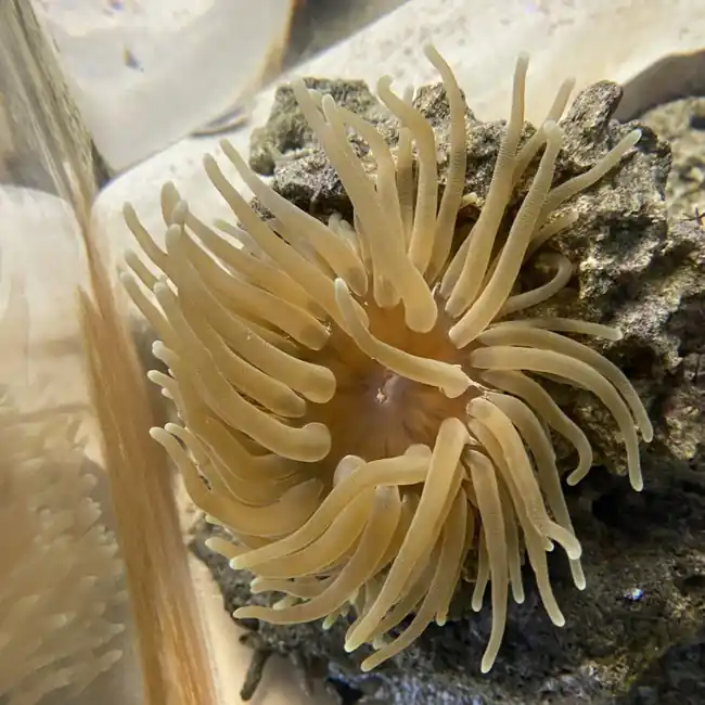 Condy Anemones (Condylactis gigantea) - SAQ Coral Farm