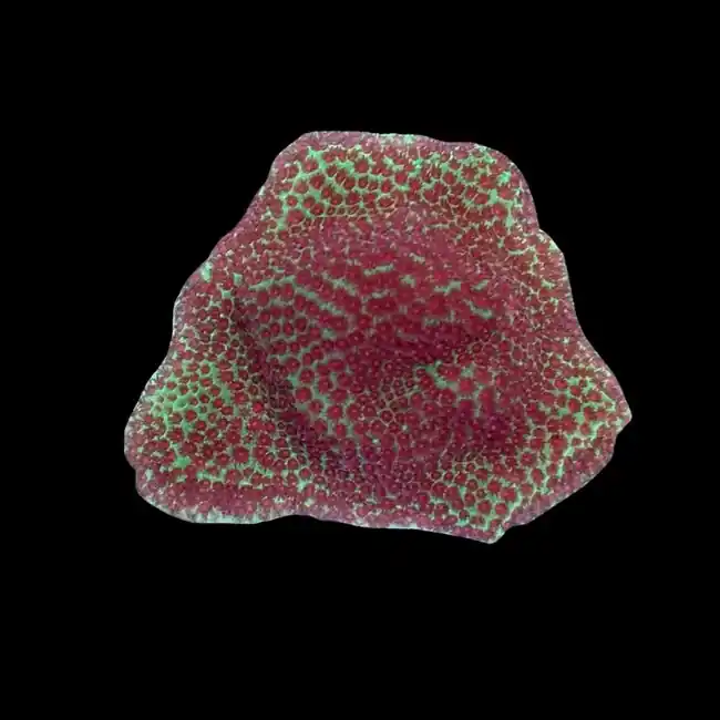 Strawberry Fields Porites Coral (3/4" - 1") - SAQ Coral Farm