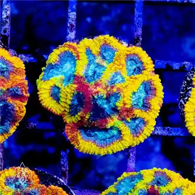 ACI Yellow Submarine Dipsastraea (3/4" - 1") - SAQ Coral Farm